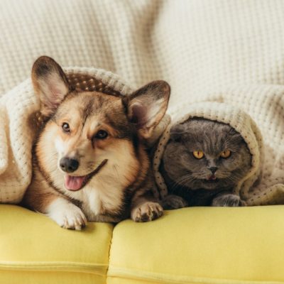 dog and cat under blanket